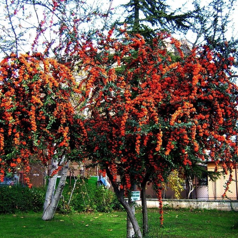 Tüplü Bodur Ateşdikeni Fidanı Bonsai İçin Uygun Bitki