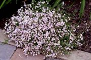 Pasifik  Sarkan Yayılıcı Gypsophila Bahar Yıldız Çiçeği Tohumu(80 tohum)