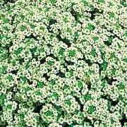 Alisyum(Kuduz-Deli Otu) Çiçeği Tohumu Kar Kristalleri(100 tohum)