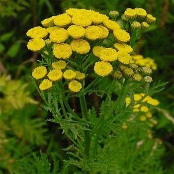 Aromatik Tanacetum Vulgare Solucan Otu Tohumu(10 tohum)