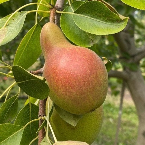 Tüplü Tam Bodur Magness Armut Fidanı (Sınırlı Stok)