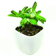 Kalanchoe Panda Sukulent (8.5 Luk Lüks Saksıda)