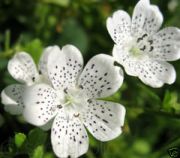 Beyaz Renkli Freck Nemophila Çiçeği Tohumu(20 tohum)
