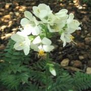 Beyaz Yakup Merdiveni Çiçeği(25 tohum)