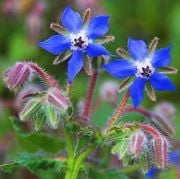 Tıbbı Aromatik Borago Officinalis Hodan Otu Tohumu(20 tohum)