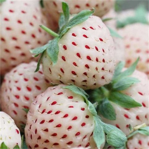 Yediveren Kokulu Beyaz Çilek Pineberry