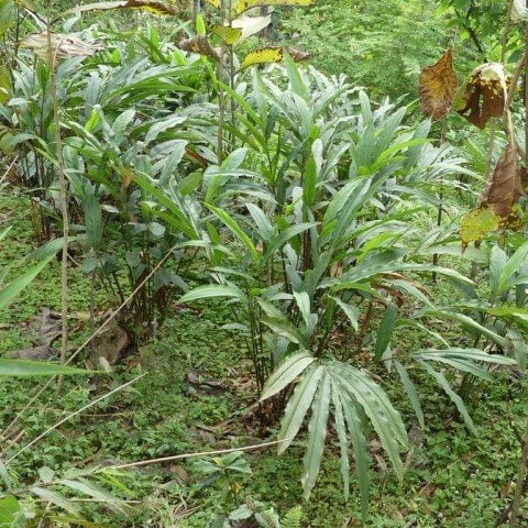 Siyah Cardamom Kakule(Amomum Subulatum) 5 tohum