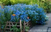 Kraliyet Mavisi Echium Çiçeği Tohumu(40 tohum)