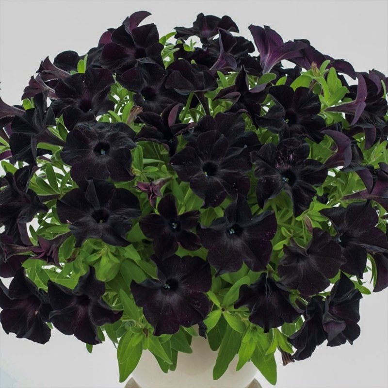 Pegasus Patio Black To Black Petunya Çiçeği Fidesi (104 adet)