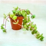 Crassula Pellucida Marginalis Yayılıcı Sarkan Sukulent