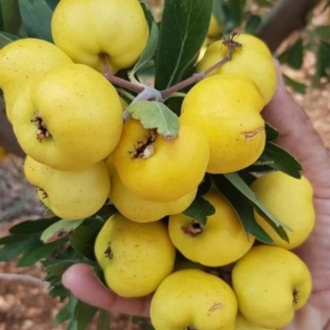 Tüplü Aşılı Üzeri Meyveli İri Meyveli Belen Sarı Alıç Fidanı (Sınırlı Stok)
