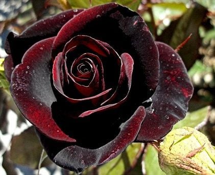 Tüplü Black Magic Rose Yediveren Gül Fidanı