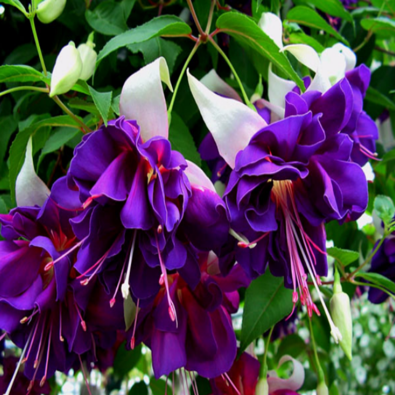 XXl Çiçekli Deep Purple Küpe Çiçeği Fidesi (1 adet)