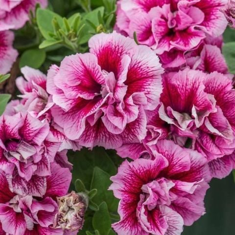 Tumbelina  Francesca Kokulu Katmerli Sarkıcı Superstar Petunya Çiçeği Fidesi (1 Adet)