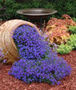 Sarkan Mavi Lobelya Çiçeği Krenk Otu Tohumu (200 tohum)