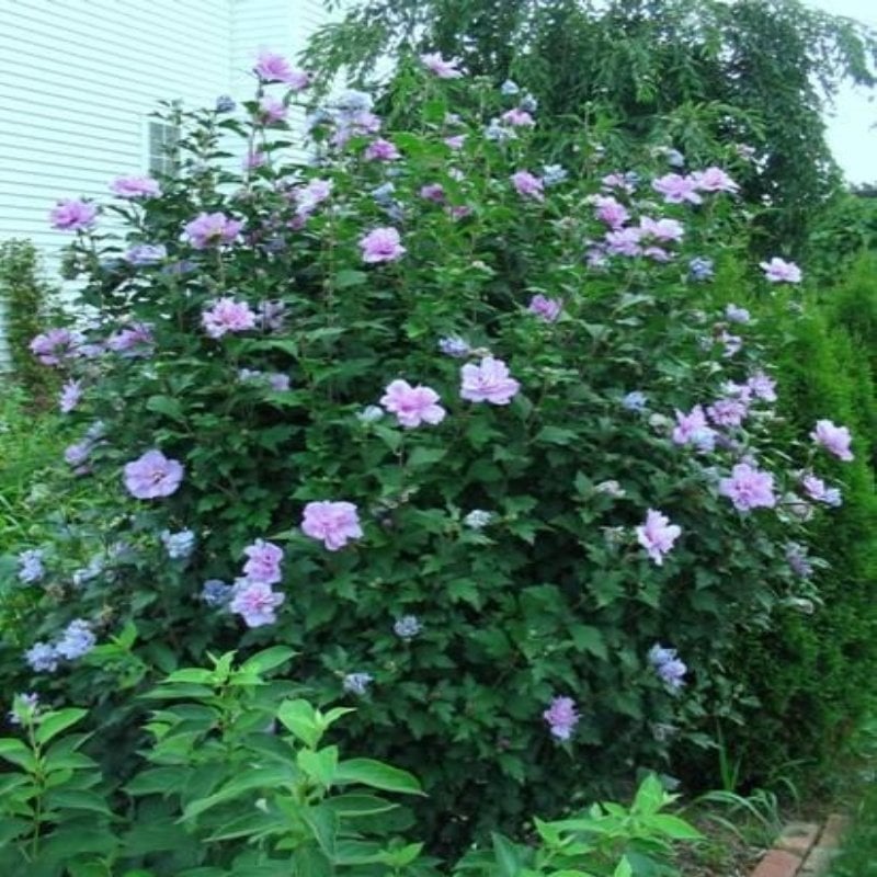 Tüplü Çit Hatmi(Hibiscus syriacus) Fidanı