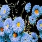 Clear Blue Erigeron Çiçeği Tohumu(50 tohum)