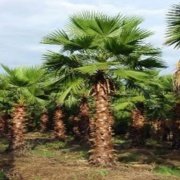 Tüplü Soğuklara Dayanıklı Washingtonia Robusto Palmiye Ağacı Fidanı (150-200 cm)