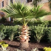 Tüplü Soğuklara Dayanıklı Washingtonia Robusto Palmiye Ağacı Fidanı (150-200 cm)