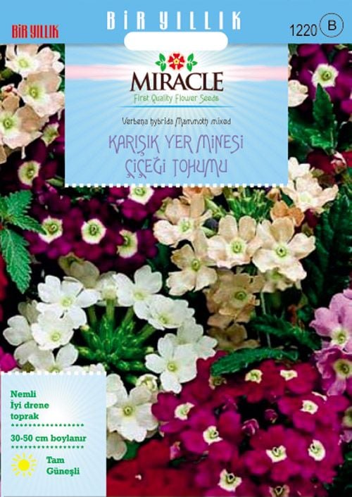 Miracle Karışık Renkli Yer Minesi (Verbena) Çiçeği Tohumu (100 tohum)