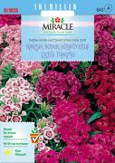 Miracle Bodur Hüsnüyusuf Çiçeği Tohumu (150 tohum)