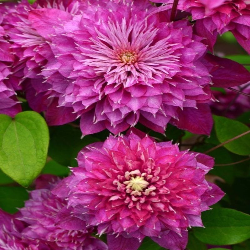 Kaiser Katmerli Clematis Çiçeği Fidanı