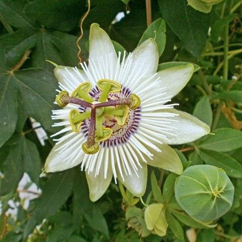 Dona Dayanıklı Passiflora White Mirror Çarkıfelek Fidanı