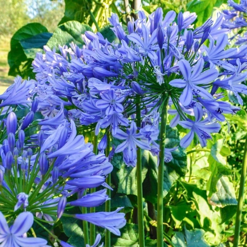 İthal Blue Love Agapanthus Şefkat Çiçeği Yumrusu (1 adet )