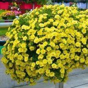Calibrocha Cultivars Calipetite Yellow Çiçeği Saksıda