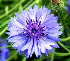 Şifalı Mavi Bachelor Peygamber Çiçeği Tohumu(30 tohum)