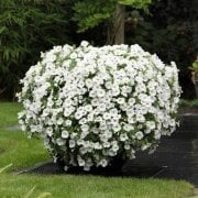 White Calibrocha Cultivars Calipetite Çiçeği Saksıda