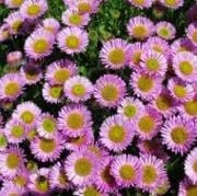 Pembe renkli Alpinus Aster Çiçeği Tohumu(40 tohum)