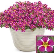 Pink Star Calibrocha Cultivars Calipetite Çiçeği Saksıda