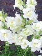 White Beauty Aslanağzı Çiçeği Fidesi (4 adet)