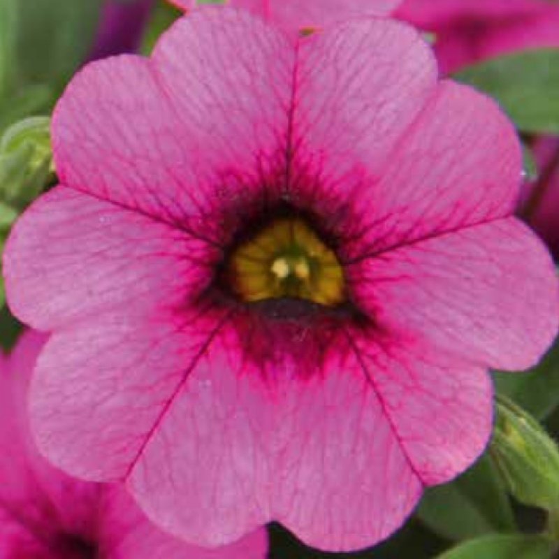 Magenta Dark Eye Calibrocha Cultivars Calipetite Çiçeği Saksıda