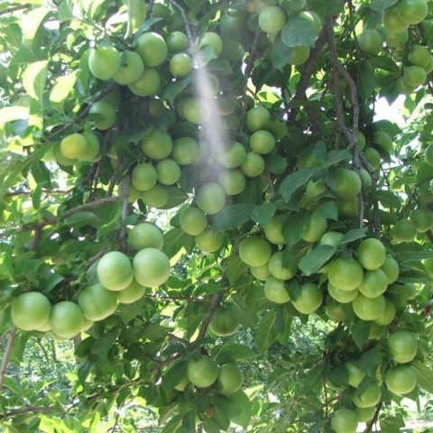 Tüplü Yüksek Verimli Yarı Bodur Ağustos Papazı Fidanı