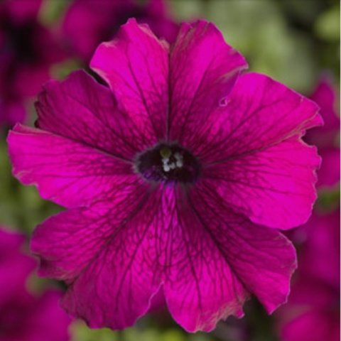 Tritunia Burgundy Dev Çiçekli Petunya Çiçeği Fidesi (45 adet)