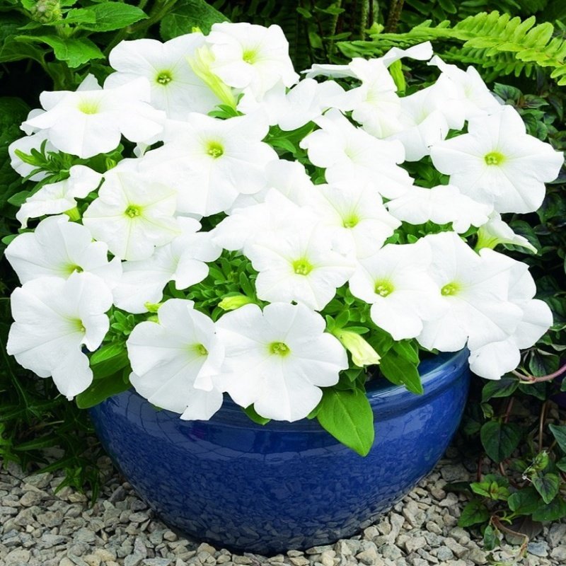 Tritunia White Dev Çiçekli Petunya Çiçeği Fidesi (45 adet)