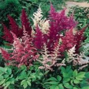 Şov Yıldızı Taşkıran Astilbe Çiçeği Tohumu(10 tohum)