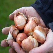 Pallada Kan Kırmızısı Lale Soğanı (5 adet)