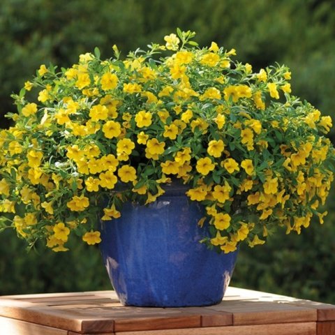 Sarkan Sepetler İçin Calibrachoa Yellow Çiçeği Fidesi (3 adet)