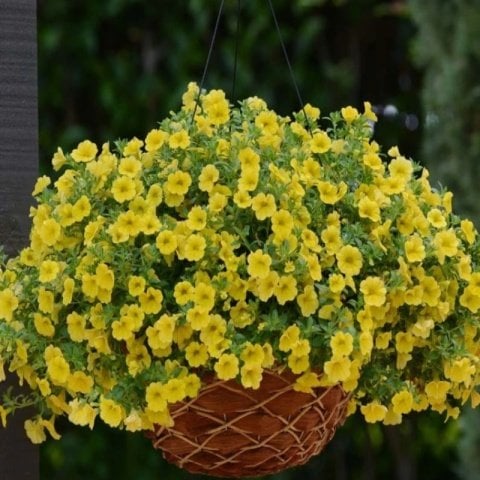 Sarkan Sepetler İçin Calibrachoa Yellow Çiçeği Fidesi (3 adet)
