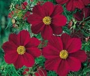 Kırmızı Tetra Versailles Kosmoz Çiçeği Tohumu(30 tohum)