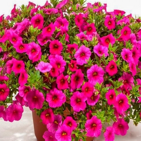 Sarkan Sepetler İçin Calibrachoa Rose Çiçeği Fidesi (3 adet)