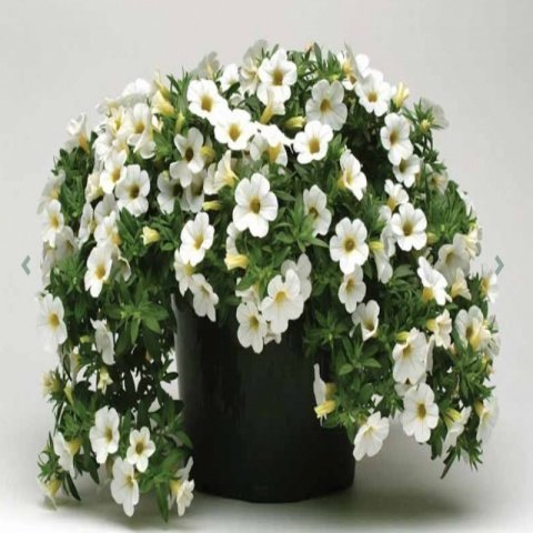Sarkan Sepetler İçin White Calibrachoa Çiçeği Fidesi (3 adet)