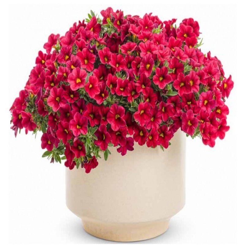 Sarkan Sepetler İçin Red Calibrachoa Milyonlar Çanı Çiçeği Fidesi (3 adet)