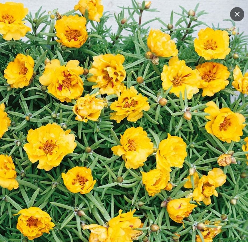 Katmerli Yellow Sun İpek Çiçeği Fidesi (1 adet)