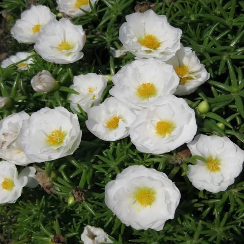 Katmerli White Quen Beyaz İpek Çiçeği Fidesi (1 adet)