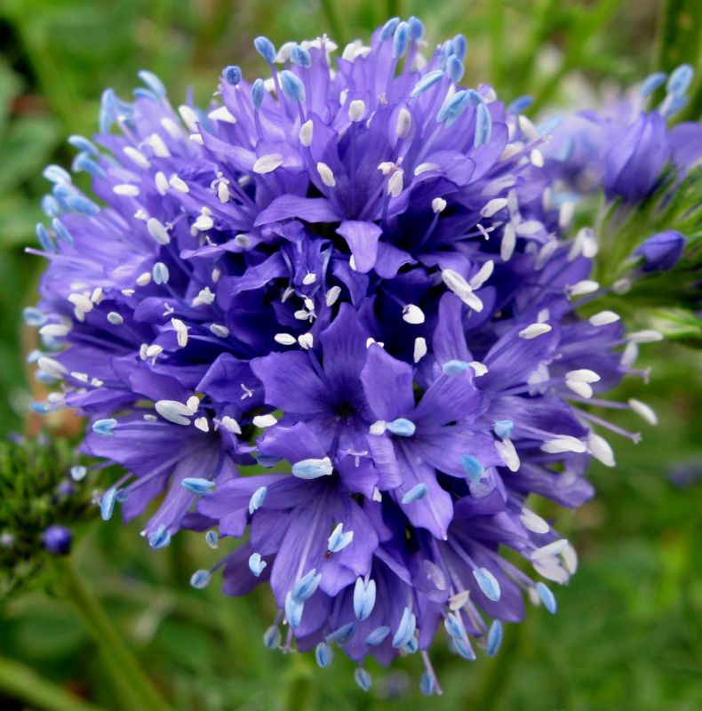 Blue Bang Gilia(Gilya) Çiçeği Tohumu(100 tohum)