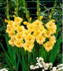 Jackson V.Gold Glayör Çiçeği Soğanı (5 adet)